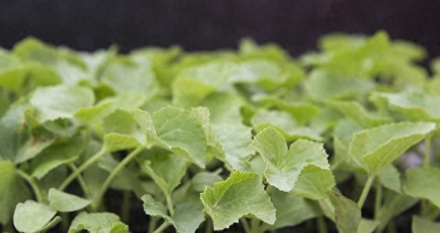 老把式三字诀，菜苗移栽不用愁！照着做，不缓苗猛发棵！