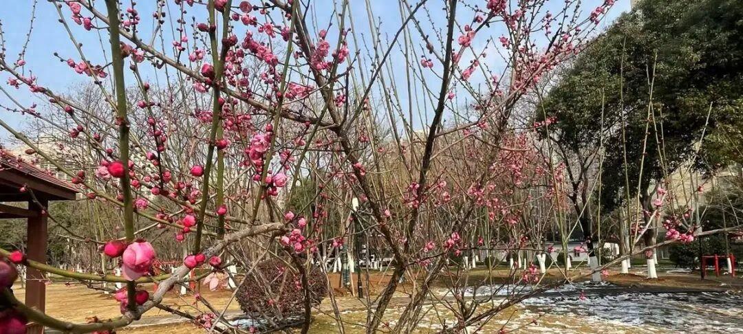 -7.8℃飙升到16℃！接下来，湖北天气又有大反转