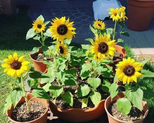 葵花的花期是什么时候？如何判断葵花的最佳观赏期？