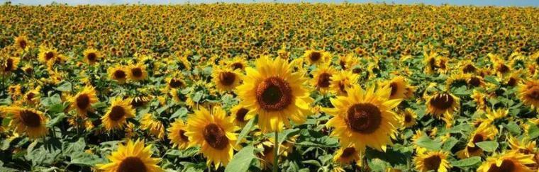 葵花的花期是什么时候？如何判断葵花的最佳观赏期？