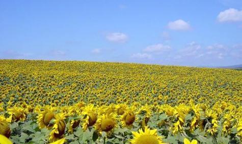 葵花的花期是什么时候？如何判断葵花的最佳观赏期？