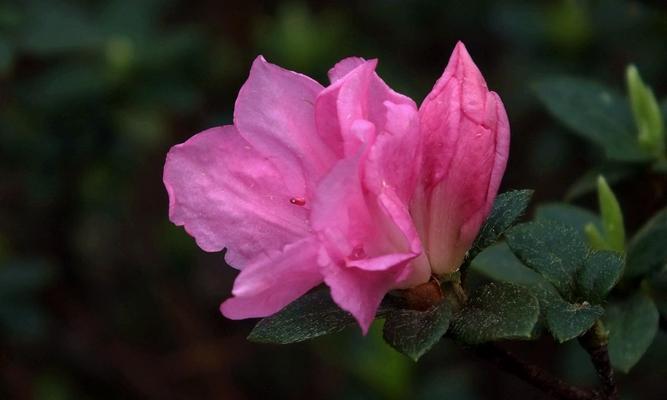 比利时杜鹃花期是什么时候?如何正确养护以延长花期? 比利时杜鹃花期是什么时候?如何正确养护以延长花期?