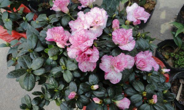 比利时杜鹃花期是什么时候?如何正确养护以延长花期? 比利时杜鹃花期是什么时候?如何正确养护以延长花期?