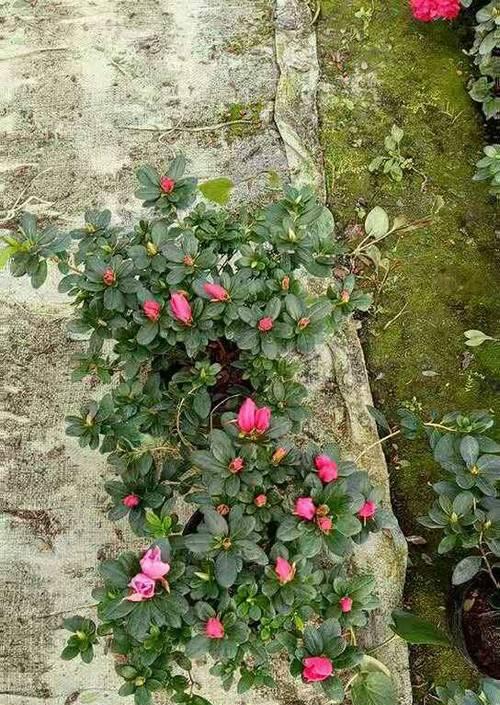 比利时杜鹃花期是什么时候?如何正确养护以延长花期? 比利时杜鹃花期是什么时候?如何正确养护以延长花期?