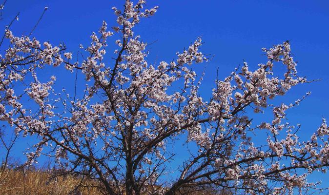 杏花通常在几月份开花？春季开花时间是什么时候？