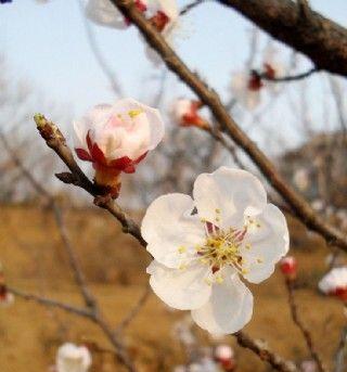 杏花通常在几月份开花？春季开花时间是什么时候？