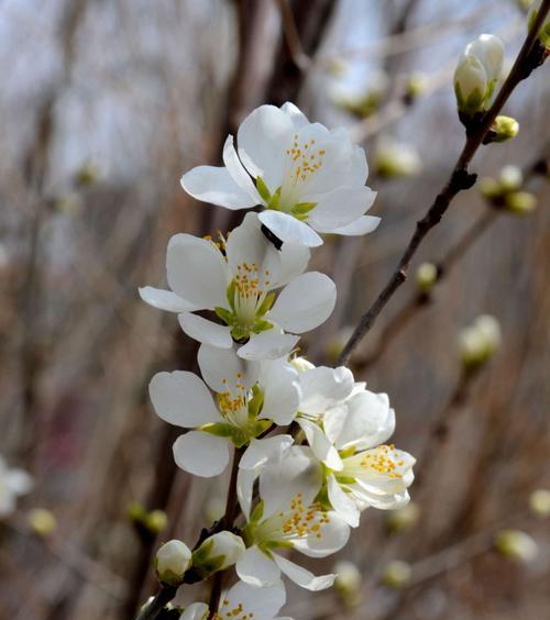 杏花通常在几月份开花？春季开花时间是什么时候？
