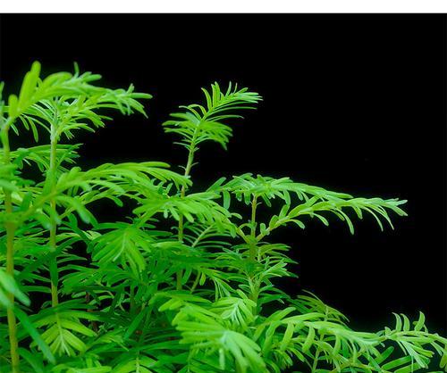 水杉是水生植物吗？揭秘水杉的生长环境和特性