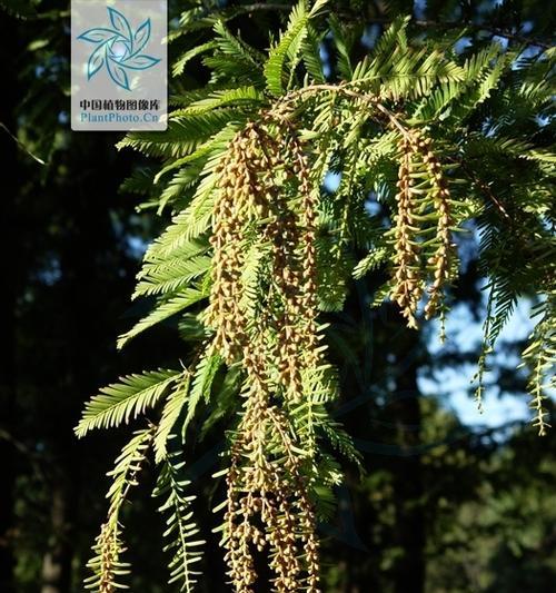 水杉是水生植物吗？揭秘水杉的生长环境和特性