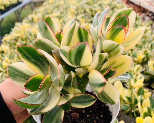 以康乃馨代表新生（康乃馨的含义与象征）