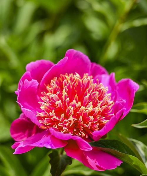 芍药最佳种植季节是什么时候？如何确保成活率？