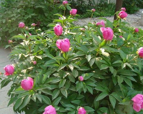 芍药最佳种植季节是什么时候？如何确保成活率？