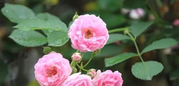 蔷薇花语（浪漫花园中的盛开之星）