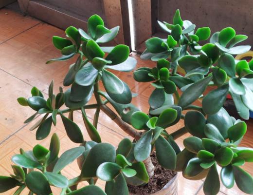 玉树冬季养护技巧有哪些？如何确保玉树安全过冬？