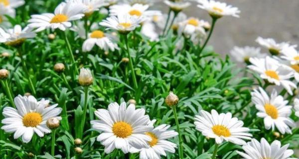 小邹菊的花语与寓意——传递坚韧与希望(解读小邹菊花的象征意义)