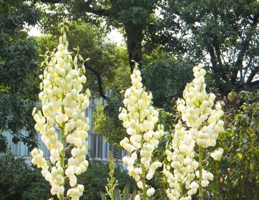 凤尾兰真的好养活吗？养植技巧和注意事项是什么？