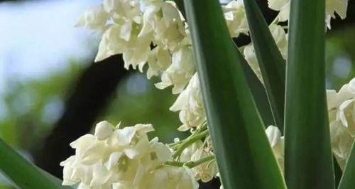 凤尾兰真的好养活吗？养植技巧和注意事项是什么？