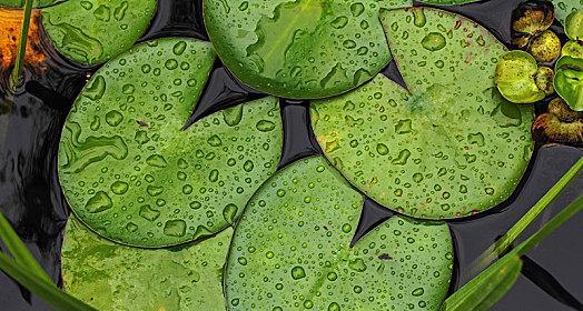 荷叶意象与十二生肖（以荷叶代表什么生肖）