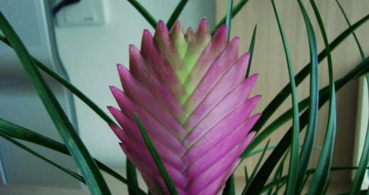 铁兰花期是什么时候？如何正确判断铁兰的开花时间？