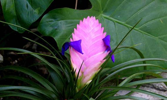 铁兰花期是什么时候？如何正确判断铁兰的开花时间？