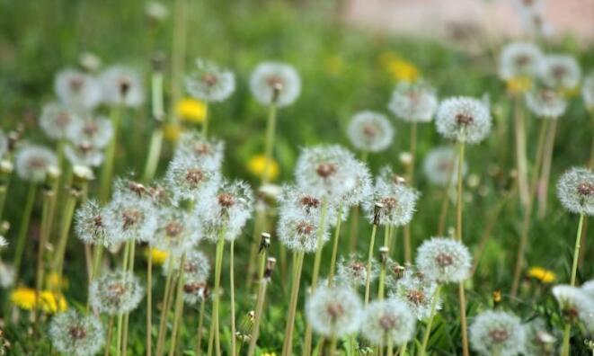 蒲公英的花语与寓意（美丽而短暂的自由之花——蒲公英）