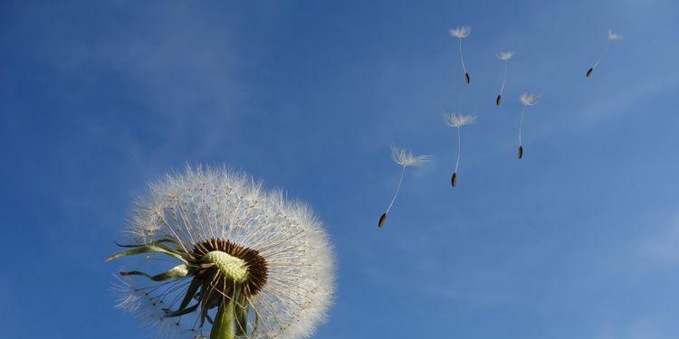 蒲公英的花语与寓意(美丽而短暂的自由之花——蒲公英) 蒲公英的花语与寓意(美丽而短暂的自由之花——蒲公英)