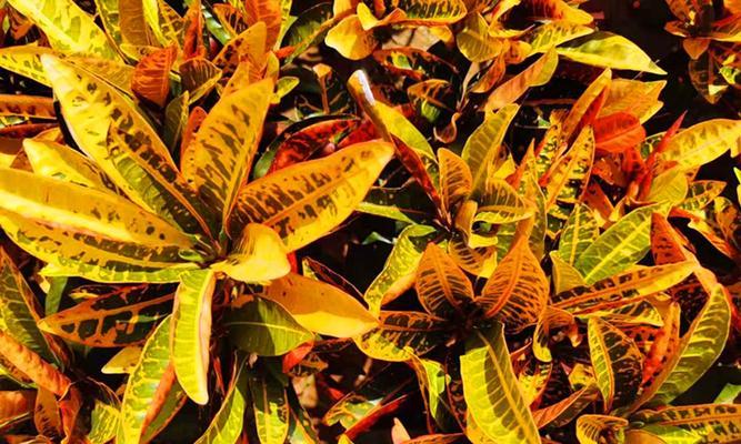 变叶木冬天掉叶子吗？如何正确养护过冬？