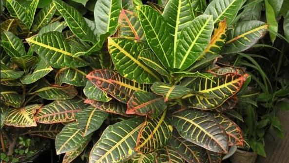 变叶木冬天掉叶子吗？如何正确养护过冬？