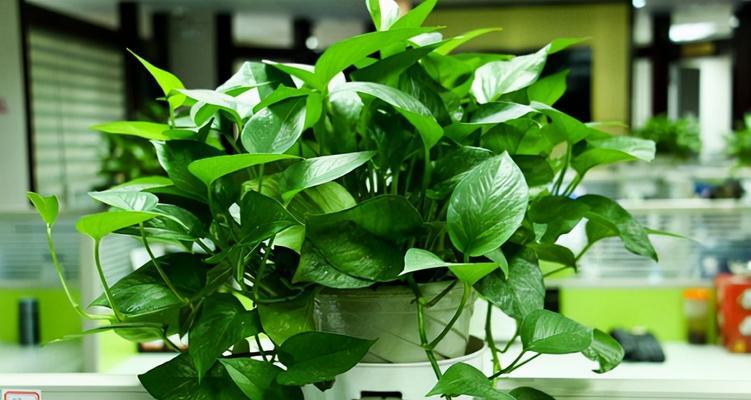 平凡之美——探索植物世界中的宝藏（以象征平凡的植物为主题）