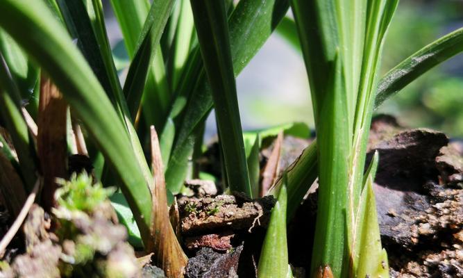 白醋浇兰花有什么好处？使用方法和注意事项是什么？