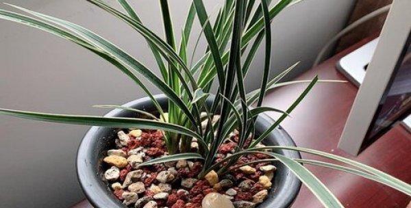 白醋浇兰花有什么好处？使用方法和注意事项是什么？