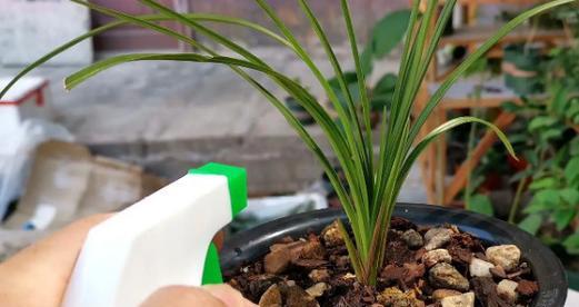 白醋浇兰花有什么好处？使用方法和注意事项是什么？