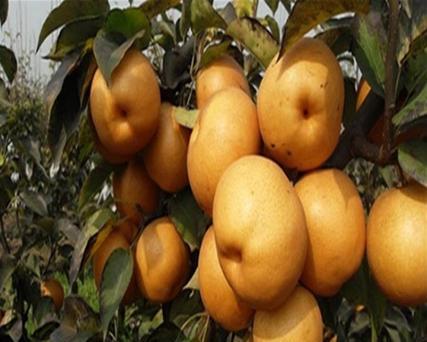 金果梨种植条件是什么？哪些地区最适合种植金果梨？