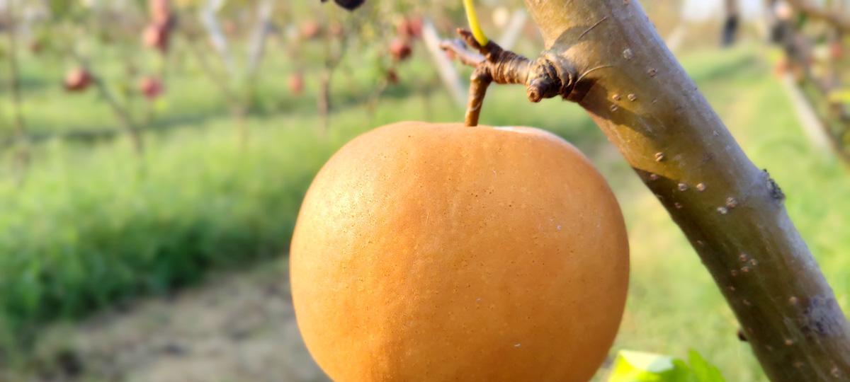 金果梨种植条件是什么？哪些地区最适合种植金果梨？