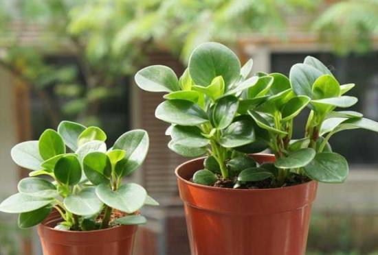 碧玉属于多肉植物吗？如何正确识别和养护？