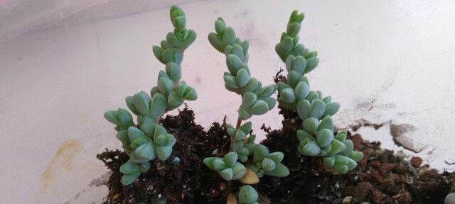 碧玉属于多肉植物吗？如何正确识别和养护？