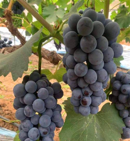 巨峰葡萄成熟期是什么时候？如何判断其成熟度？