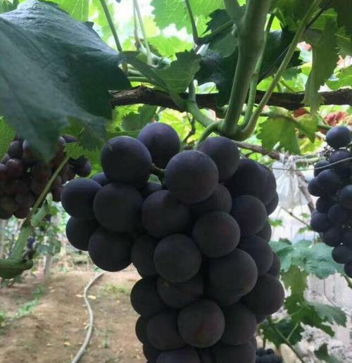 巨峰葡萄成熟期是什么时候？如何判断其成熟度？