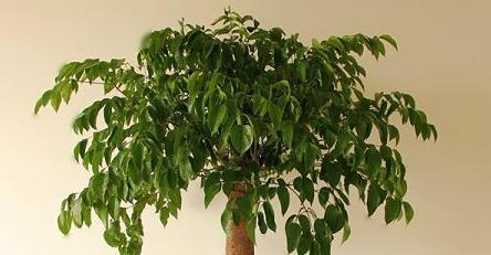 老板树怎么养？养殖老板树需要注意哪些问题？