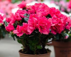 西洋杜鹃一年能开几次花？如何确保花开不断？