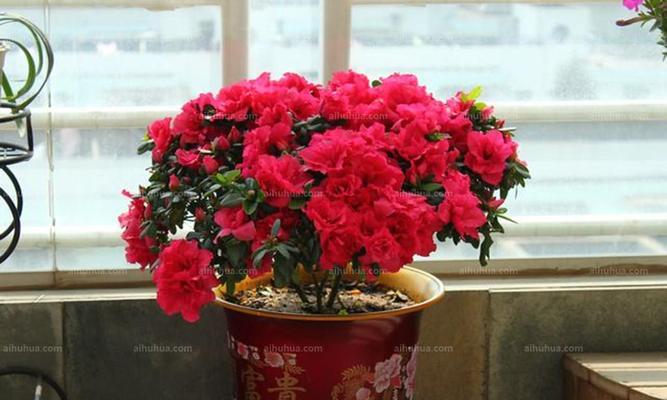 西洋杜鹃一年能开几次花？如何确保花开不断？