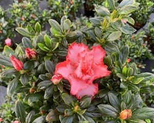 西洋杜鹃一年能开几次花？如何确保花开不断？