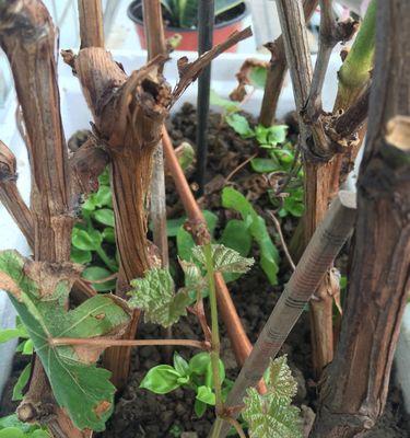 葡萄秧剪枝的最佳时机是什么时候？剪枝后如何管理？