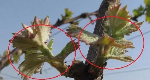 葡萄秧剪枝的最佳时机是什么时候？剪枝后如何管理？