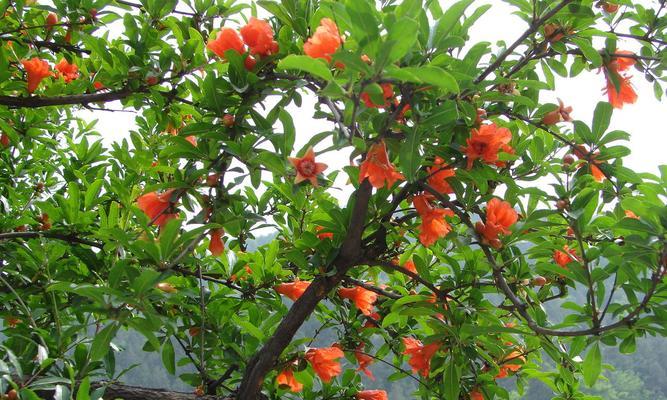 石榴耐旱吗？耐旱还是耐水植物？