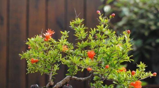 石榴耐旱吗？耐旱还是耐水植物？