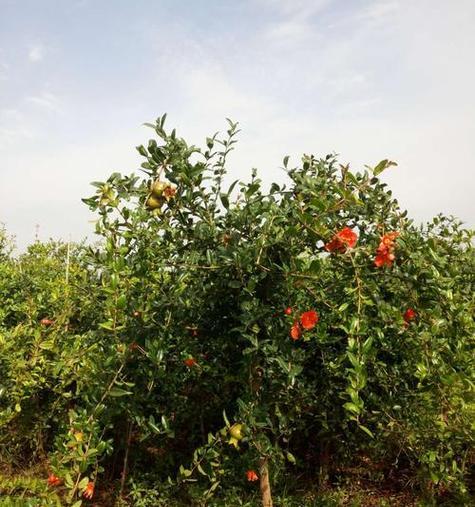 石榴耐旱吗？耐旱还是耐水植物？