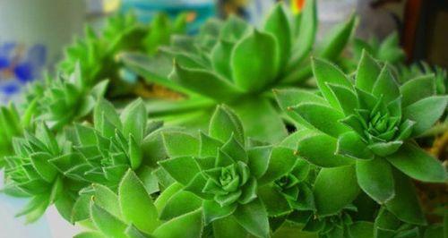 观音莲养殖方法是什么？养殖过程中应注意哪些问题？