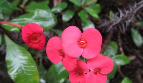 虎刺梅喜阴还是喜阳？如何正确养护虎刺梅？