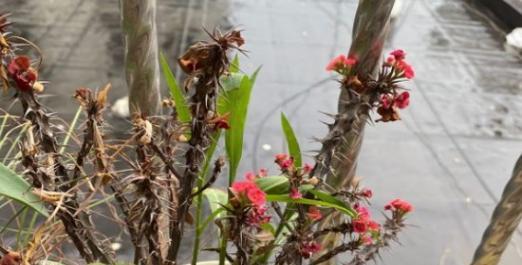 虎刺梅喜阴还是喜阳？如何正确养护虎刺梅？